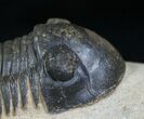 Large Paralejurus Trilobite - Great Example #4116-5